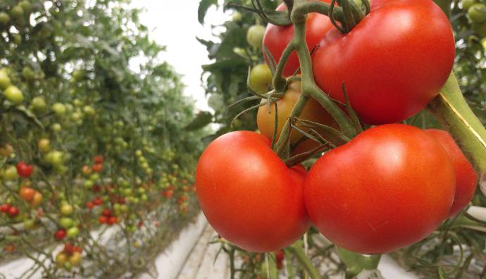 Tomato plants in greenhouse | Van der Hoeven | Seacon Logistics
