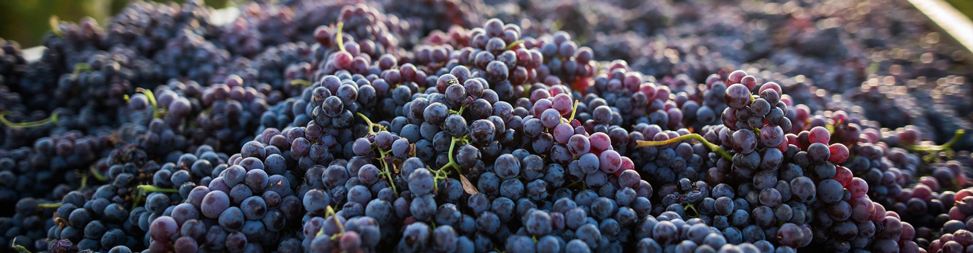 Grape bunches Vinissimo | Seacon Logistics